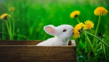 米乐体育-“散装”冬奥，别样精彩